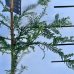 Sekvoja vždyzelená (Sequoia sempervirens) - výška: 80-100 cm, kont. C5L (-15°C)